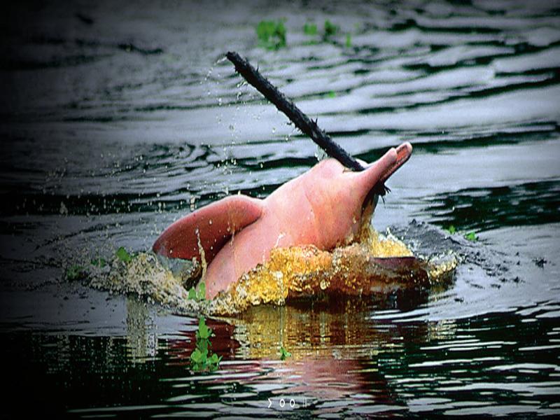 Heliconia Amazon River Lodge Франциско-де-Орельяна Экстерьер фото