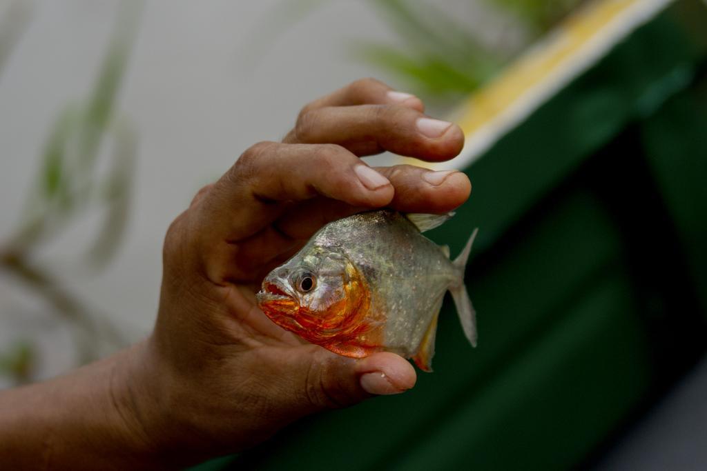 Heliconia Amazon River Lodge Франциско-де-Орельяна Экстерьер фото