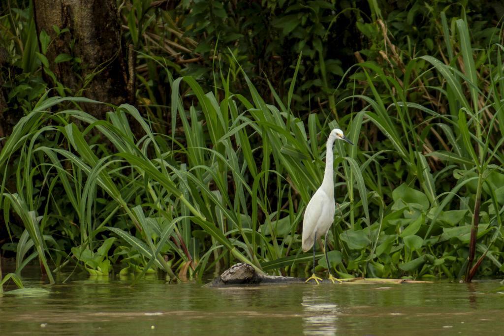 Heliconia Amazon River Lodge Франциско-де-Орельяна Экстерьер фото