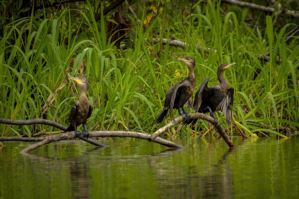 Heliconia Amazon River Lodge Франциско-де-Орельяна Экстерьер фото