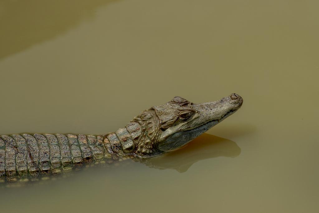 Heliconia Amazon River Lodge Франциско-де-Орельяна Экстерьер фото